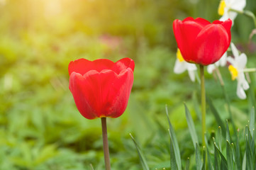 Two red tulips