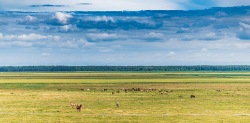 Herd of horses grazing on the field.