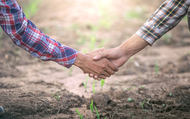 Wall Mural - Two farmer shaking hands in young corn field. agricultural business concept.