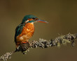 Female Kingfisher perched on a branch with a green and brown blurred background.