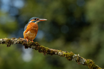 Female Common Kingfisher perched on a branch with a blue and green bokeh background. 