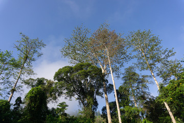 Sticker - Tropical jungle in morning light and fog