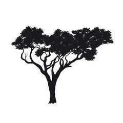 Wall Mural - Black silhouette of african tree on white background. Isolated image of savannah nature. Forest landscape of Africa. Acacia icon