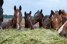 The Herd Of Brown Horses Eats A Haystack. Horses Stand On The Street. It Is Raining, Cloudy Weather. Wet Horses