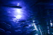 Blue aquatic background with fish in motion at aquarium .