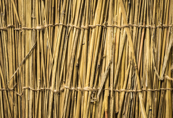 Highly detailed bamboo background. Perfect natural texture.
