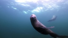 Seal Swims Past Camera And Turns To Look, Swims Away, Vancouver Island, Canada