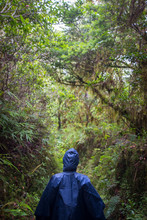 Woman Under A Blue Rain Cape Walking On A Trail In The Blue Mountain, Jamaica