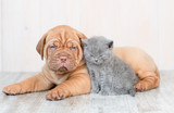 Fototapeta Zwierzęta - Puppy and baby kitten lying on the floor at home at looking at camera