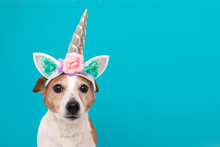 Funny Unicorn Little White Dog Looking At Camera On Blue Background With Copy Space