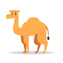 Cartoon Camel Vector Isolated Illustration