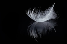 Feather And Its Reflection Isolated On Black Background