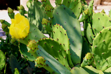 Indian fig, cactus pear (Opuntia ficus-indica, Opuntia ficus-barbarica) with yellow flower.