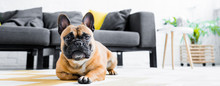 Panoramic Shot Of Cute French Bulldog Laying On Floor In Living Room