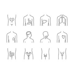 Sticker - Healthy human organs linear icons set. Throat and lungs in good health. Functioning heart and urinary bladder. Thin line contour symbols. Isolated vector outline illustrations. Editable stroke