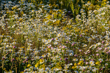 beautiful colorful summer meadow with flower texture on green background