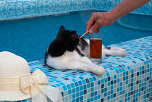 Black And White Cat Lying By The Pool And Sunbathing. She Is Offered Soft Drinks.