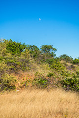 Wall Mural - Caatinga landscape in Oeiras, Piaui - Brazil