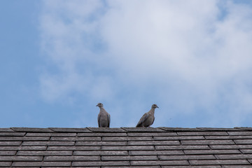 2 Vögel auf einem Dach