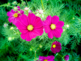 Wall Mural - Pink Cosmos Flowers Blooming
