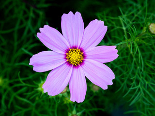 Wall Mural - Single Pink Cosmos Flower Blooming