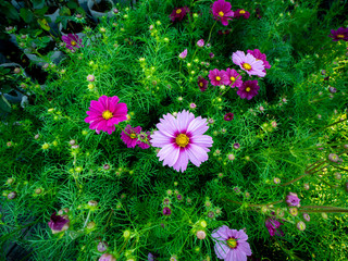Wall Mural - Pink Cosmos Flowers Blooming