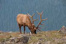 Elk Grazing On Mountain Side