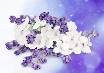 Canvas Print - Bunch of lavender on white background