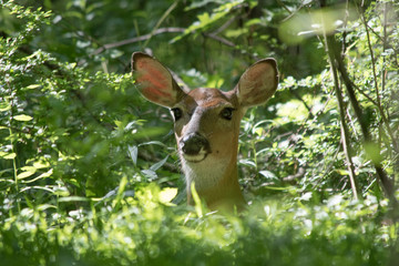 Wall Mural - White Tailed Deer