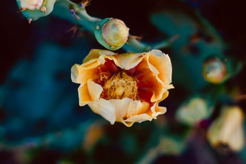 Cactus Flower