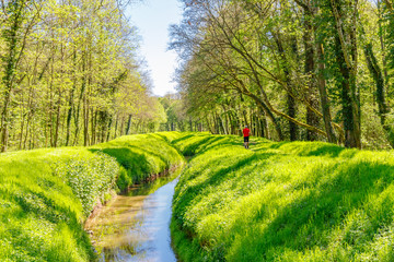 Poster - Stream and Green forest in early spring