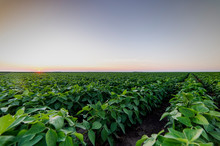 Agricultural Soy Plantation On Twilight