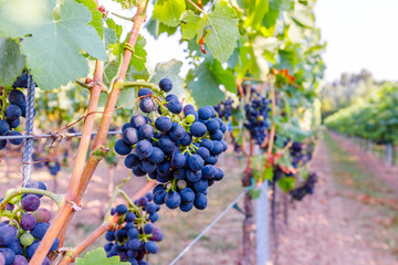 Poster -  Blue Wine grapes on  vine. Dark skinned grapevine for red wine,  German Wine Road, Rhineland Palatinate, Germany