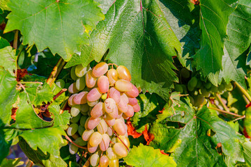 Sticker - Yellow pink grapes. New vintage wine background concept,  close up. Pink grapevine in sunny light