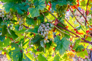 Wall Mural - Yellow pink grapes. New vintage wine background concept,  close up. Pink grapevine in sunny light