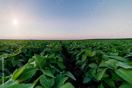 Cuadros en Lienzo Agricultural soy plantation on twilight