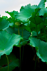 Poster - Tokyo, Japan, Ueno Park, summer can not bear the pool, elegant lotus