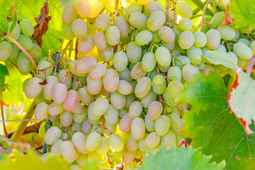 Poster - Yellow pink grapes. New vintage wine background concept,  close up. Pink grapevine in sunny light