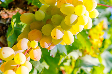 Poster - Yellow pink grapes. New vintage wine background concept,  close up. Pink grapevine in sunny light