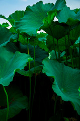 Poster - Tokyo, Japan, Ueno Park, summer can not bear the pool, elegant lotus