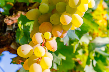 Poster - Yellow pink grapes. New vintage wine background concept,  close up. Pink grapevine in sunny light
