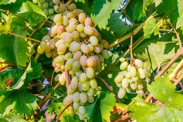 Poster - Yellow pink grapes. New vintage wine background concept,  close up. Pink grapevine in sunny light