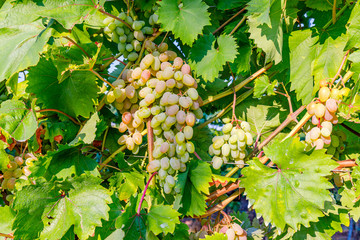 Poster - Yellow pink grapes. New vintage wine background concept,  close up. Pink grapevine in sunny light