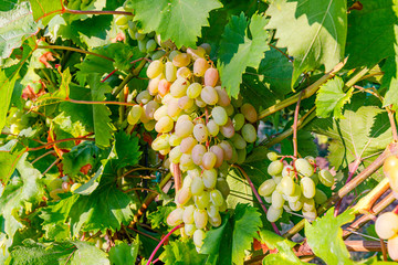 Poster - Yellow pink grapes. New vintage wine background concept,  close up. Pink grapevine in sunny light