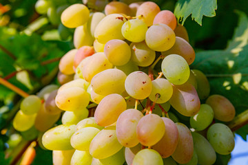 Poster - Yellow pink grapes. New vintage wine background concept,  close up. Pink grapevine in sunny light