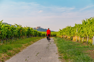 cyclist on grape mountain. biking travel tour in vineyards palatinate region, deutsche weinstrasse (