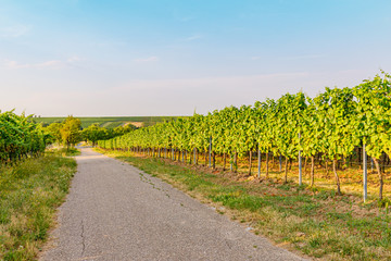Poster -  Vineyard Rural summer landscape. Vineyards Palatinate region, Hambach Castle, German Wine Road, Rhineland-Palatinate, Germany