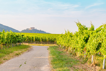 Poster -  Vineyard Rural summer landscape. Vineyards Palatinate region, Hambach Castle, German Wine Road, Rhineland-Palatinate, Germany