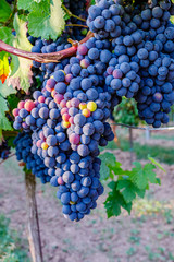 Poster -  New vintage wine background concept,  close up