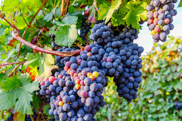 Poster - Dunkelfelder ( Farbtraube Froelich, Purpur ) dark-skinned variety of grape for German red wine,  Palatinate, Germany